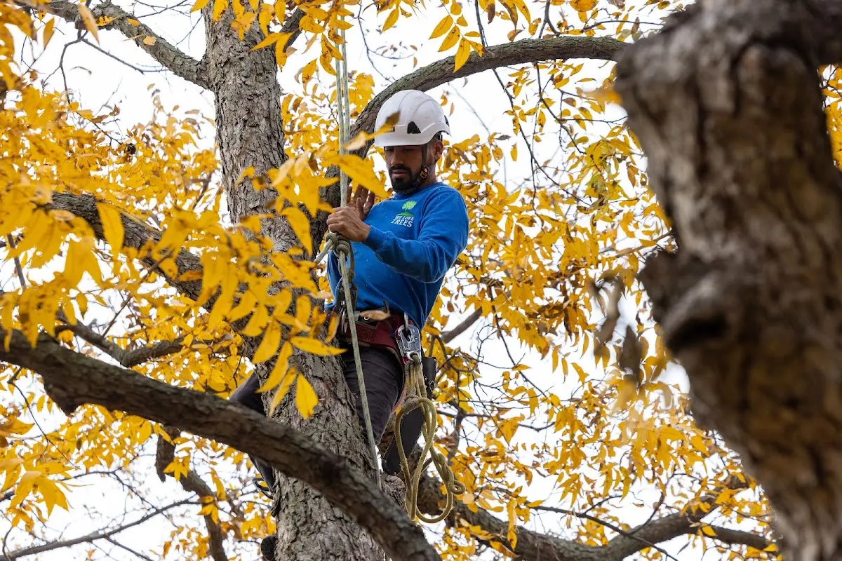 Skilled Storm Damage Cleanup crew working in Clinton